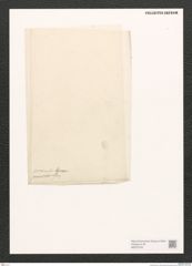 Diatomeae indet. Zeichnungen Sammlung Grunow (NHMW-BOT-W0370762)